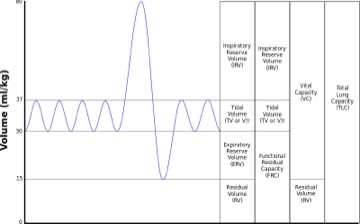 Lungvolumes